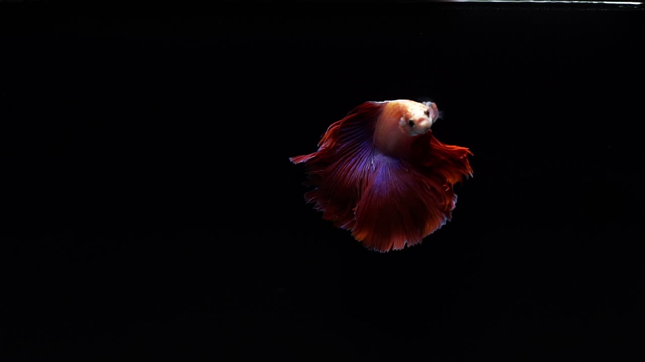 vibrante y colorido pez luchador siamés betta splendens, también conocido como pez luchador tailandés o betta, un popular pez de acuario en cámara súper lenta sobre fondo negro