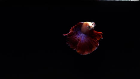 Vibrant-and-colourful-Siamese-fighting-fish-Betta-splendens,-also-known-as-Thai-Fighting-Fish-or-betta,-a-popular-aquarium-fish-in-super-slow-motion-on-black-background