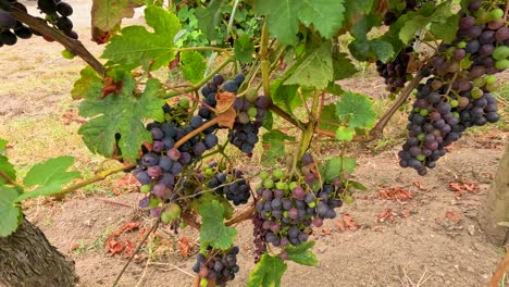 un viñedo exuberante con uvas maduras en burdeos, francia