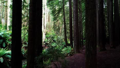 drone flys backwards in between dense california redwood trees