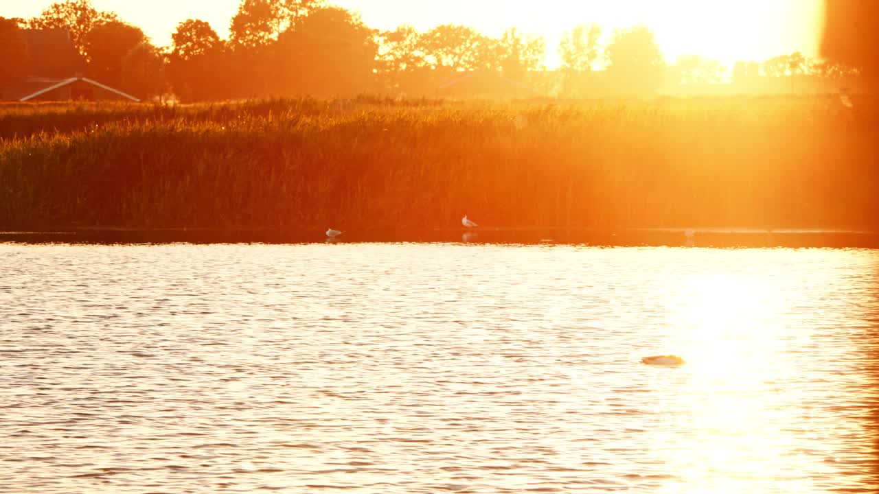 황금 시간은 은 빛의 빛이 연못을 가로질러 퍼지면서 일반적인 이 머리를 물 아래로 헤엄 니다.