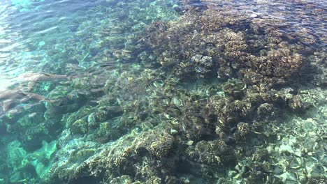 Black-tip-reef-sharks-swimming-over-coral-reef-filmed-from-above