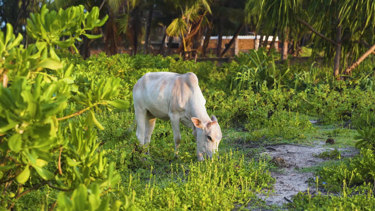 vaca blanca pastando con avidez en pradera tropical en zanzíbar