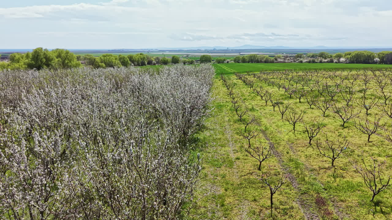 Alberi in fiore crescono lungo i campi in un paesaggio rurale in primavera, vicino a uno specchio d'acqua e montagne in lontananza