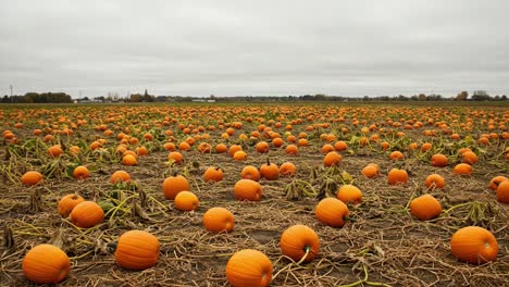 A Vast Pumpkin Field: An Agricultural Landscape Full of Vibrant Orange Pumpkins Ready for Harvest Under a Cloudy Sky