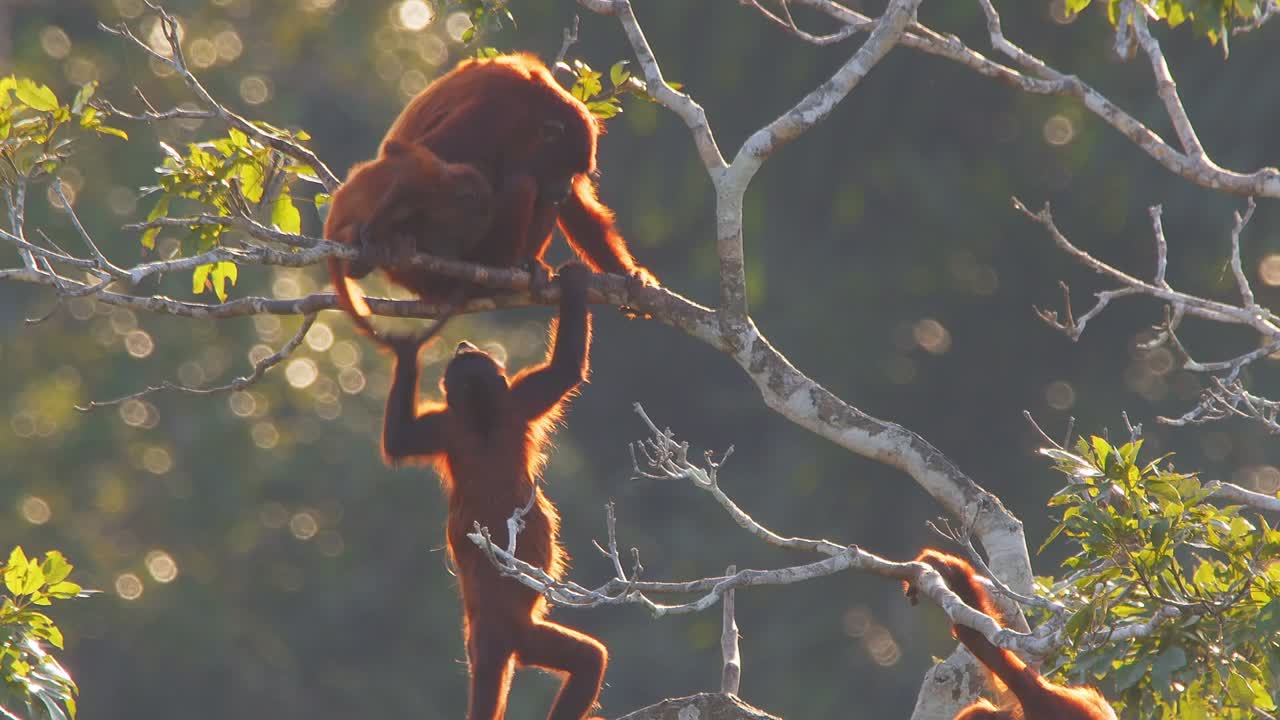 Juvenile Red Howler Monkey Engaging with Baby Sibling Close to Mother in Lush Forest Canopy During Golden Hour
