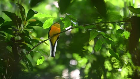 Orangenbrust-Trogon,-Harpactes-Oreskios,-4K-Aufnahmen,-Kaeng-Krachan-Nationalpark