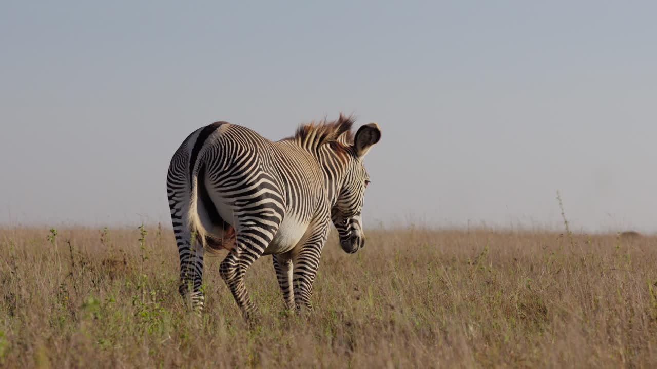 Han-steppezebra går væk fra kameraet