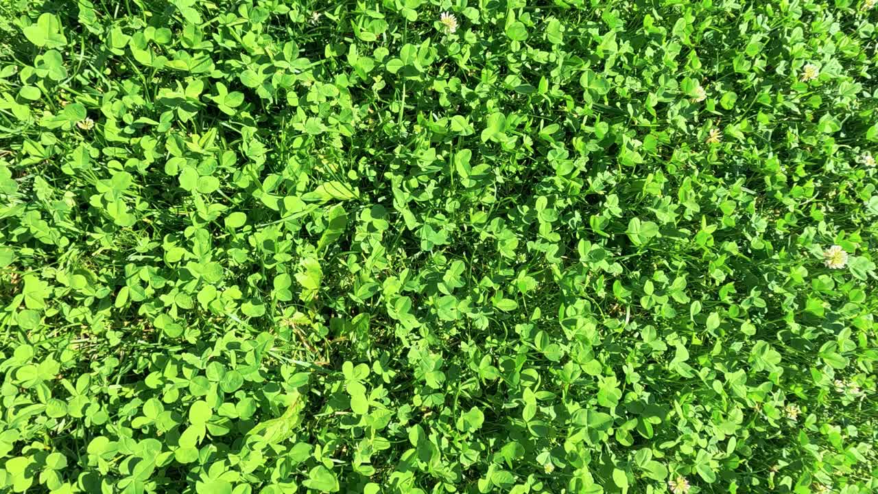 hierba verde vibrante capturada en la morra, cuneo