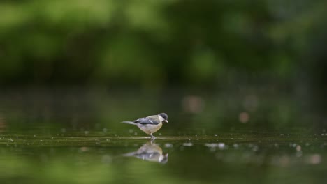 great tit bird feeding on a pond