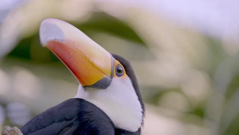 foto de retrato en ángulo bajo de un tucán toco exótico de la vida silvestre tropical, toco rampastos encaramado contra un fondo bokeh de ensueño durante el día