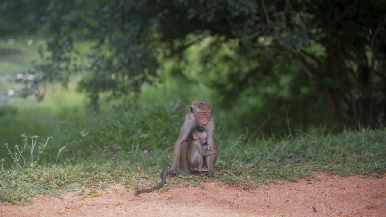 Toque macaque child hugging mother in protective arms along sandy path in Sigiriya Sri Lanka