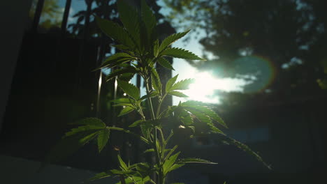 marijuana plant growing in yard as the sun sets behind it