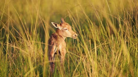 Topi-Recién-Nacido-En-Hierba-Alta-De-Cerca-Aprendiendo-A-Caminar-Dando-Los-Primeros-Pasos,-Hermosa-Naturaleza-Para-Conservar-La-Conservación,-Vida-Silvestre-Africana-En-La-Reserva-Nacional-Masai-Mara,-Kenia,-Conservación-Del-Norte