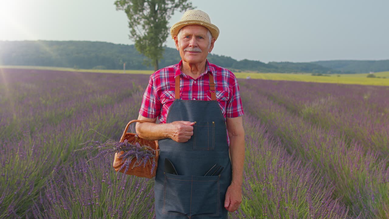 Ældre mand/bedstefar og landmand samler lavendelblomster i en kurv i en urtehave, giver tommelfinger op