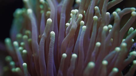 Close-up-shot-of-sea-anemone-in-the-saltwater-aquarium