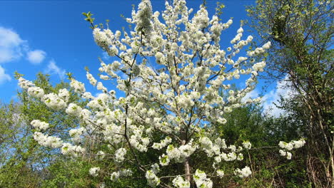 Shot with approaching to a blossoming cherry tree in spring, full of white flowers and stoping with a close up shot