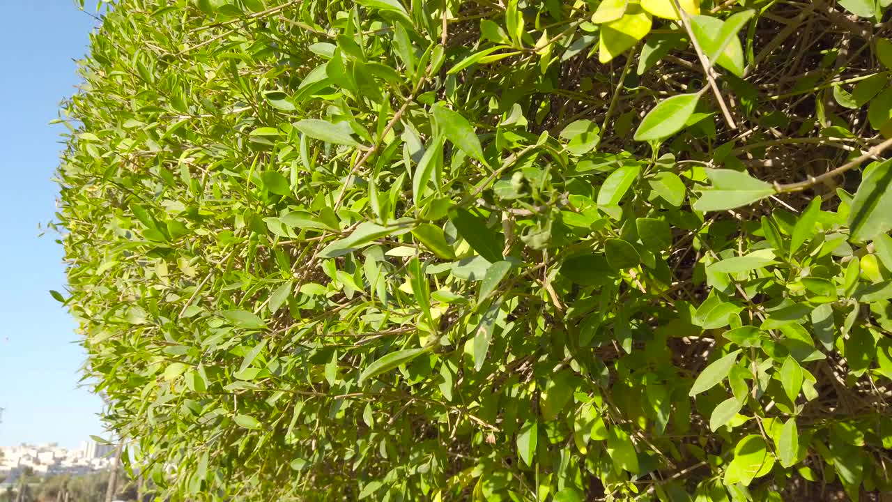 Leaves of bushes and trees moving in the wind, in a public park, a sunny day.