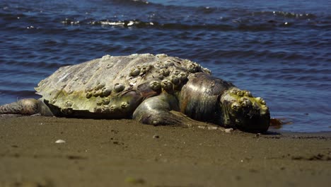 tortuga muerta en la orilla de la playa de arena arrastrada por el agua de mar, mares de contaminación