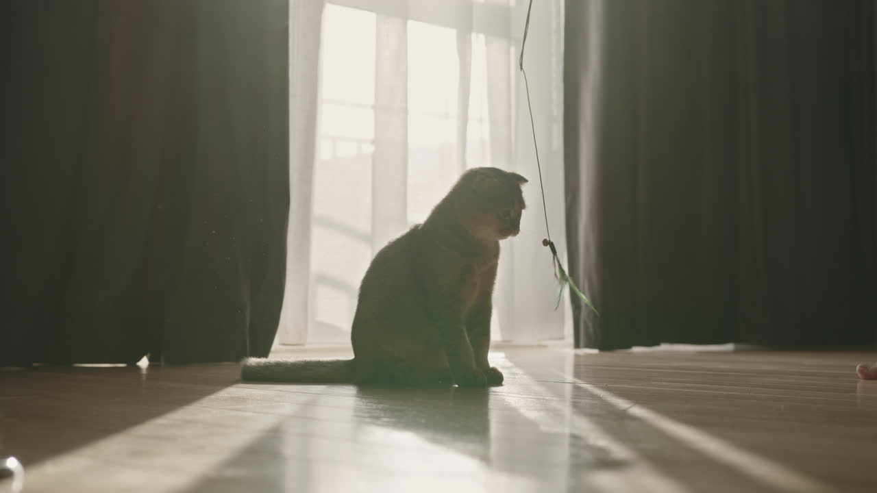 창문 에서  장난감으로 놀고 있는 스코틀랜드의 접힌 고양이