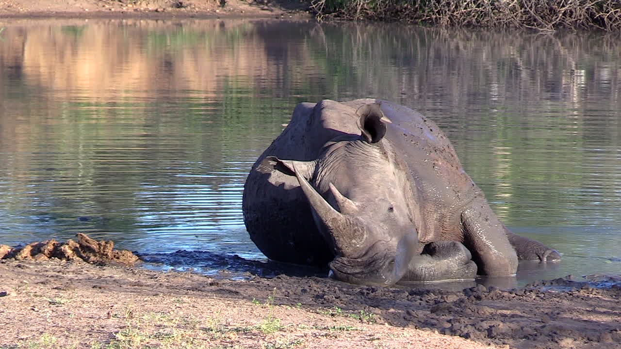 Un rinoceronte bianco che dorme pacificamente al bordo di una piccola pozza d'acqua in Sudafrica.
