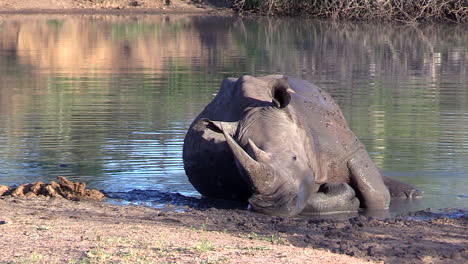 a white rhino peacefully sleeping at the edge of a small water pan in south africa