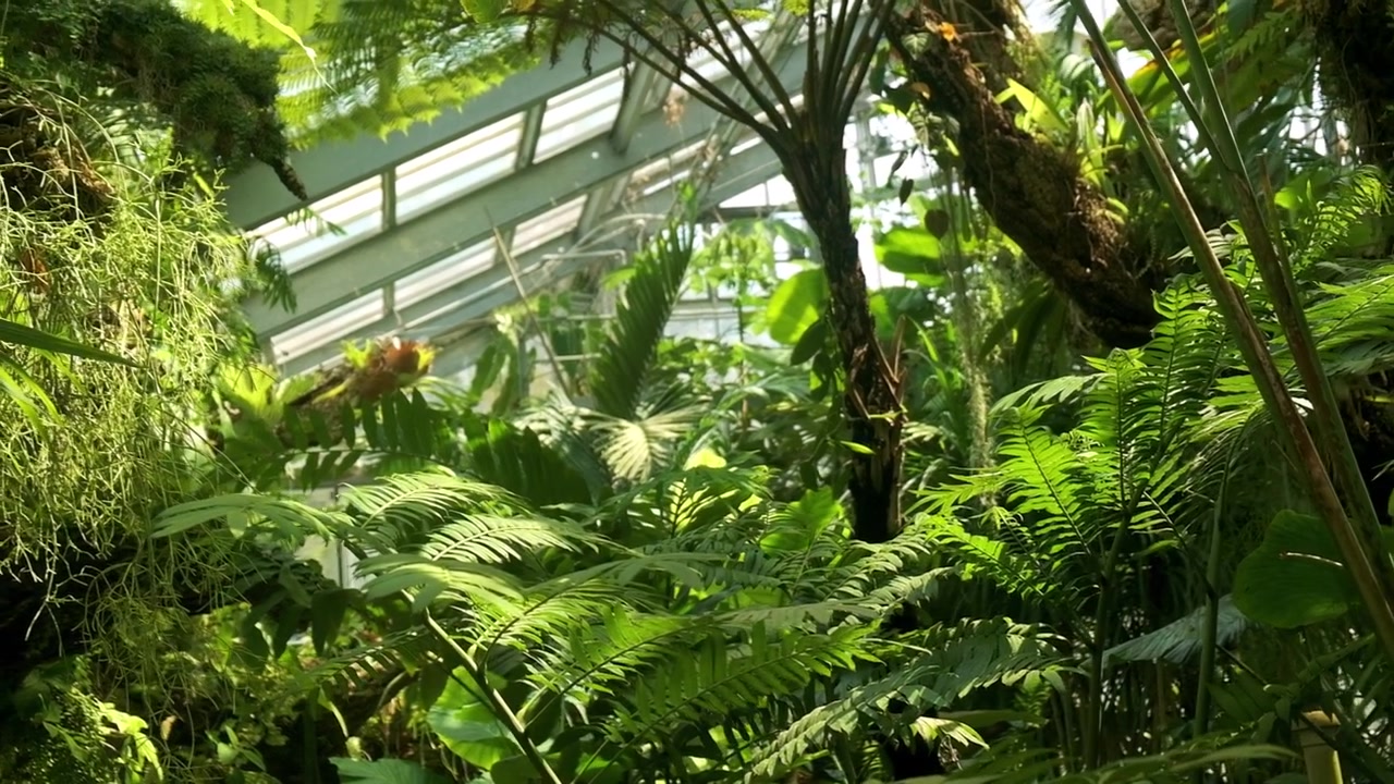 Piante tropicali lussureggianti prosperano sotto la luce naturale in un luminoso ambiente di serra interna