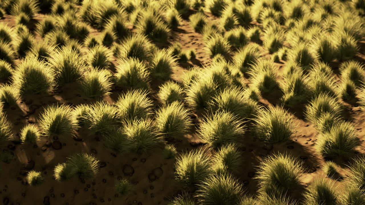 desierto llano con arbustos y hierba