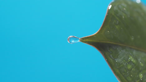 vertical of drops of water drip from the green leaves down on the blue background