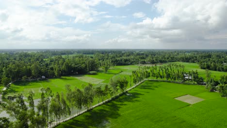 Hermoso-Campo-De-Arroz-Paisaje-Vista-Aérea-Rural-Verde-Vibrante