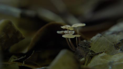 le champignon fleurit dans la forêt