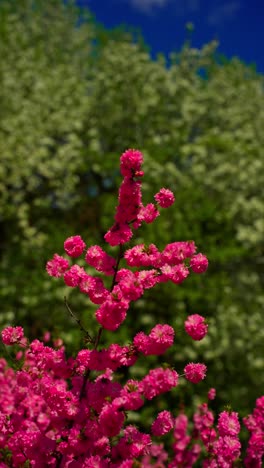 pink flowers blooming in spring