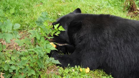 Black-Bear-eating-.-Sitka,-Alaska