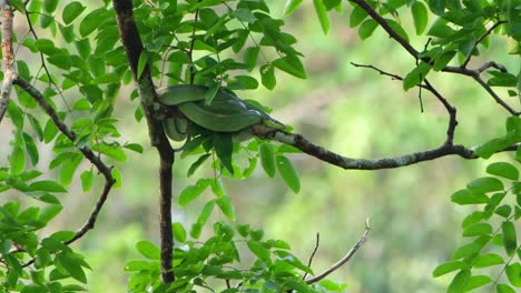 Un-Zoom-Fuera-De-Esta-Serpiente-Enrollada-Y-Descansando-Sobre-Una-Rama,-Corredor-De-Cola-Roja-Gonyosoma-Oxycephalum,-Tailandia