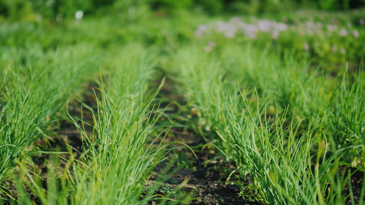 incluso filas de cebollas verdes en el fondo los arbustos de patata florecen jardín de granjero bien cuidado 4k vide