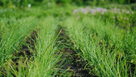 Even-Rows-Of-Green-Onions-In-The-Background-Potato-Bushes-Bloom-Well-Groomed-Farmer\'s-Garden-4K-Vide