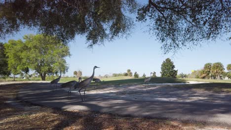 tilt down reveal of sandhill cranes under shady tree in florida residential area