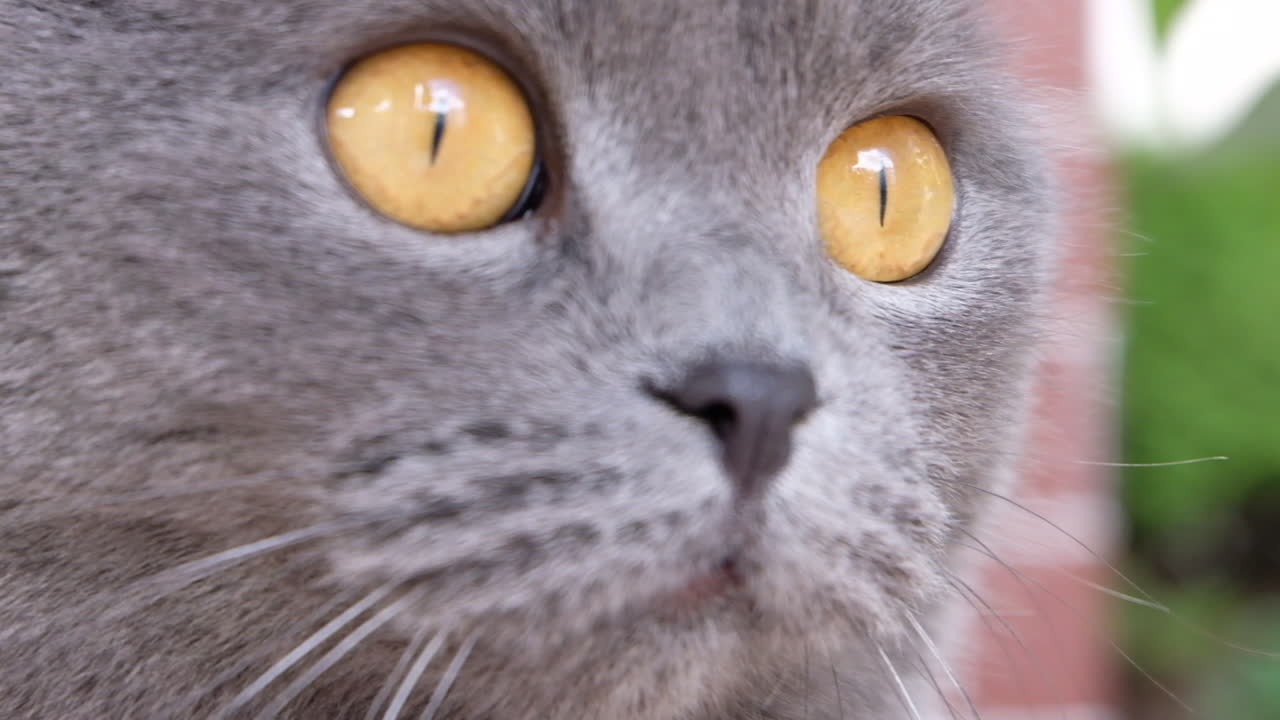 Close up of a grey Scottish Fold cat sitting in the garden