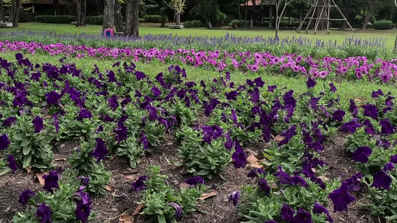 A close-up view of vibrant purple flowers in a well-maintained garden, surrounded by greenery.
