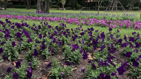 a close-up view of vibrant purple flowers in a well-maintained garden, surrounded by greenery.