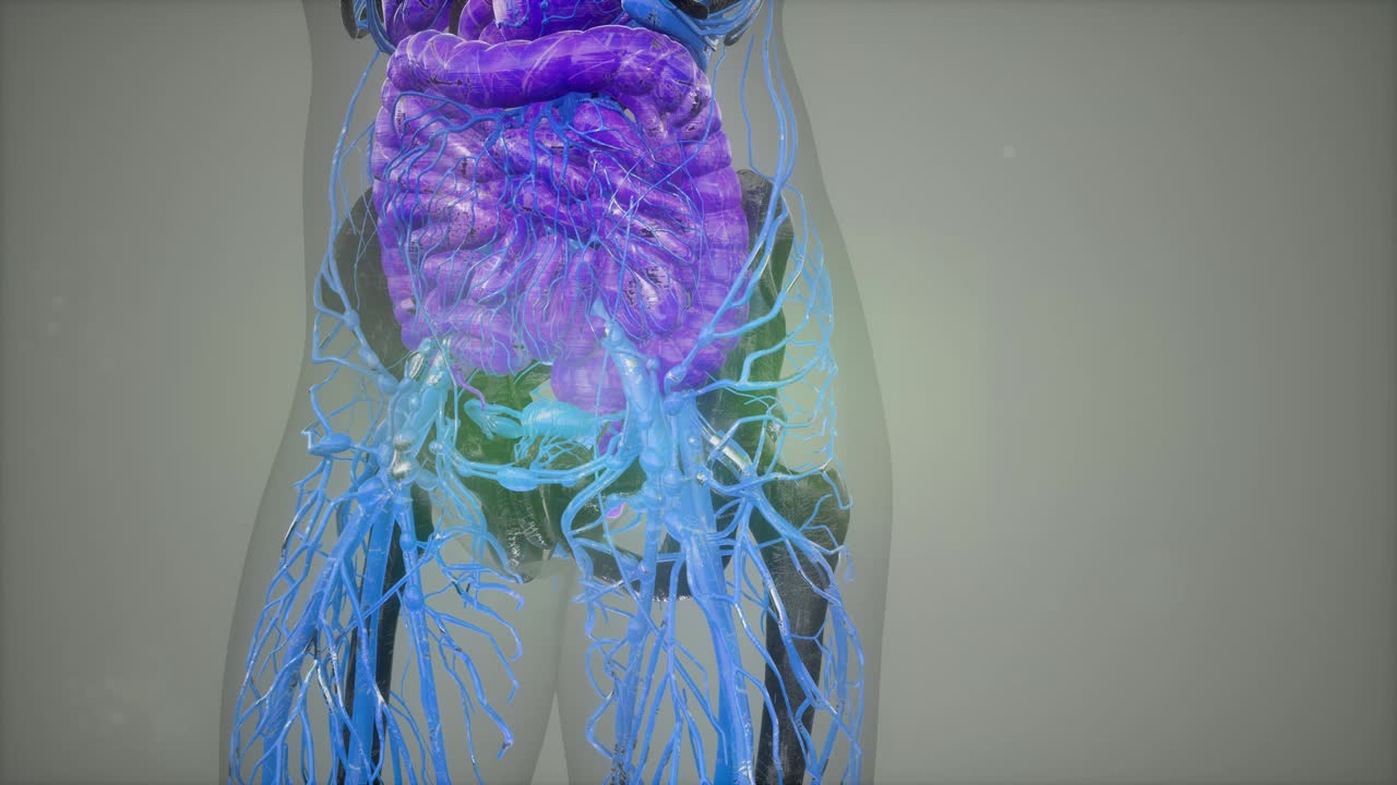 human anatomy illustration with all organs