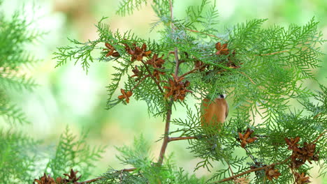 Varied-Tit-Bird-Eats-Thuja-Ripe-Cone-Seeds-Close-up