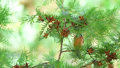 variado pájaro tit come semillas de cono maduras de thuja de cerca