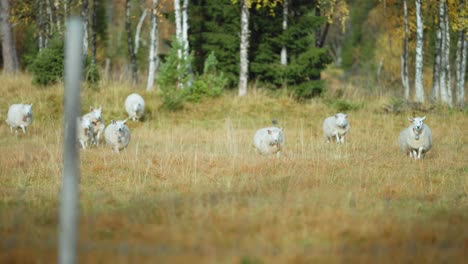 a flock of sheep running along a serene autumn forest clearing stopping at the wire fence and looking curiously