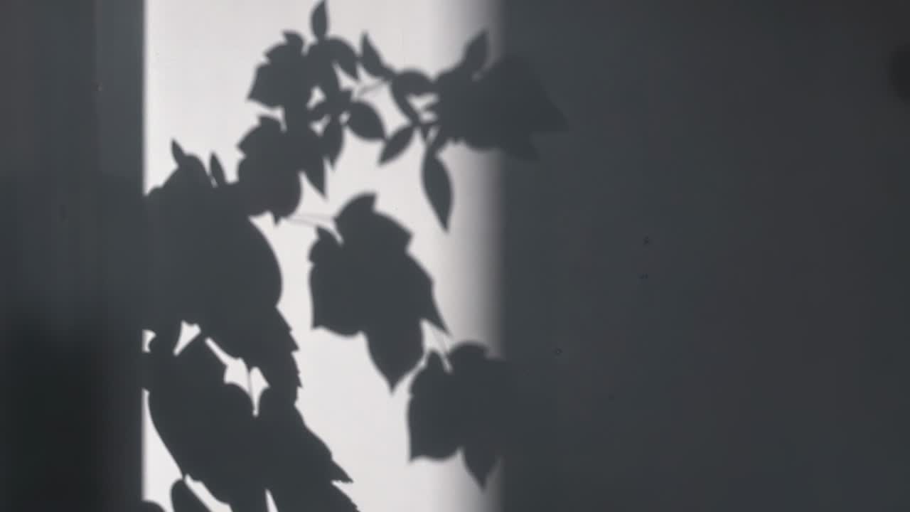 Sliding shaft of light moving across wall, nudging plant shadow drifting into dark area, copy space