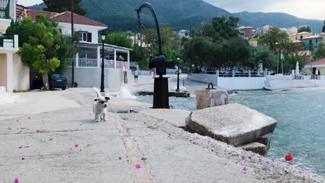 cute dog walking in a picturesque coastal town