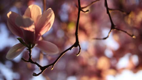 árbol-De-Magnolia-Floreciente-En-La-Puesta-Del-Sol