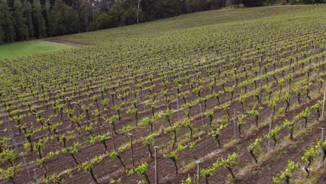 drone shot flying low level over an adelaide hills vineyard , famous for it's cool climate white wines and champagne