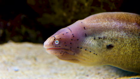 foto de perfil bajo el agua de una anguila morena geométrica distintiva