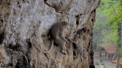 singe sauvage à khao chakan - montagne des singes, sakaeo, thaïlande